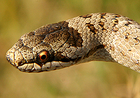 Smooth snake