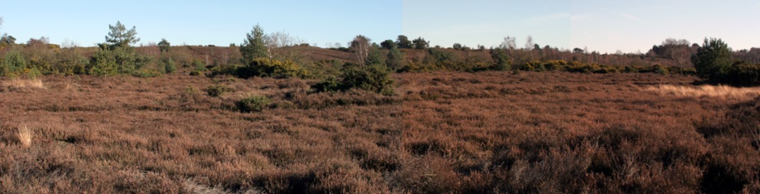 Mosaic mature heather with a mix of gorse and sparse trees below a south-facing bank.