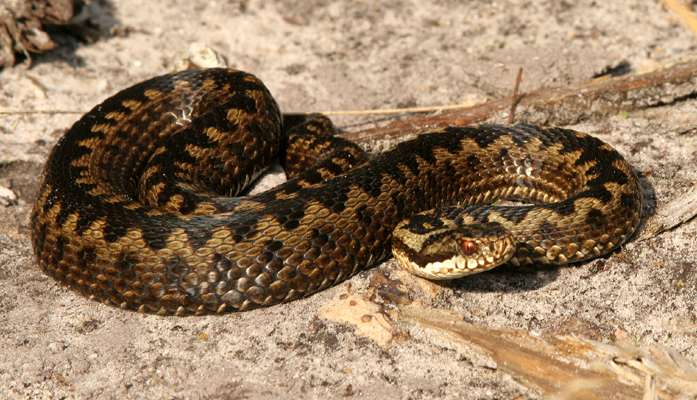 Chalk Grassland, habitat for adder (Vipera berus berus)